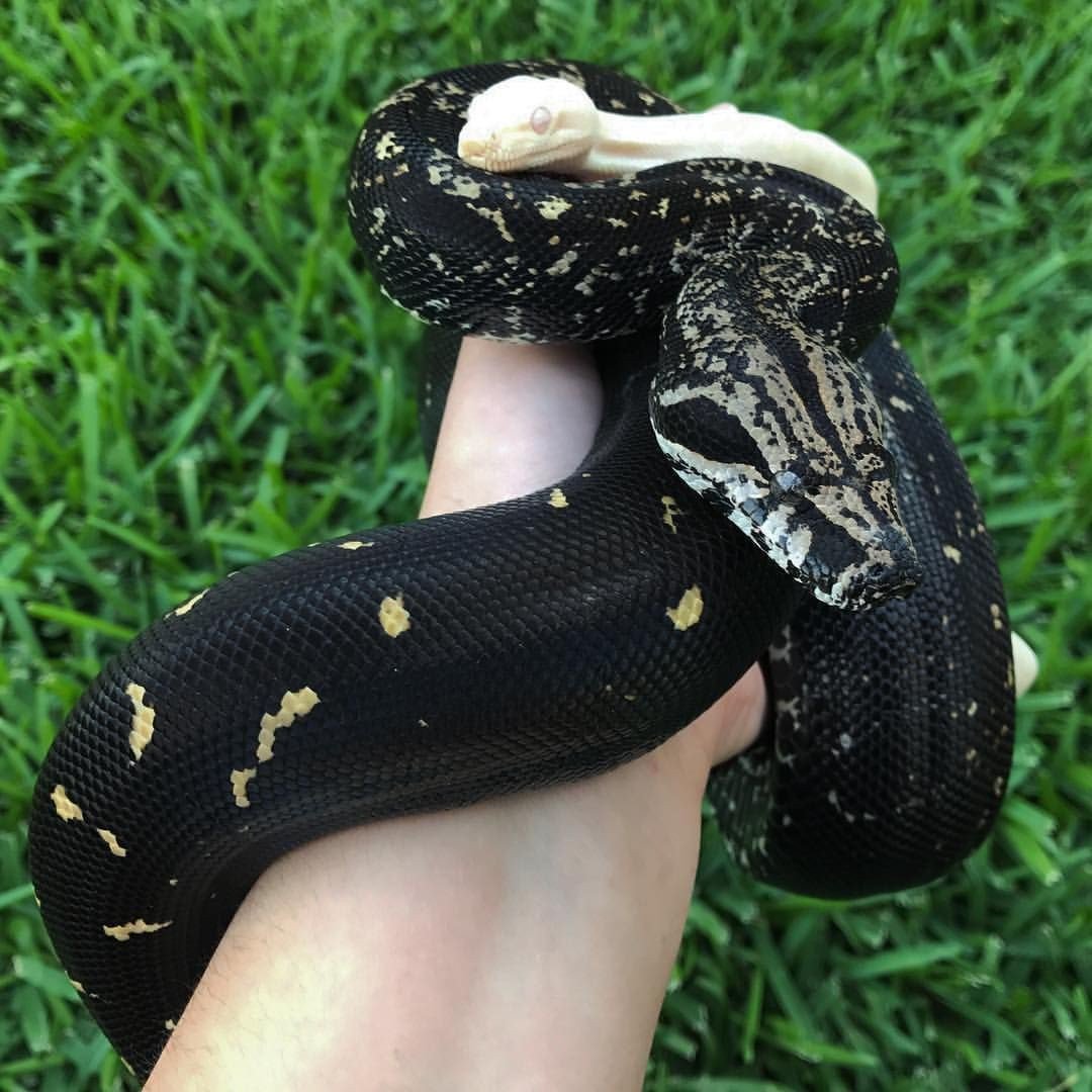 Крысиный полоз Линдхаймера