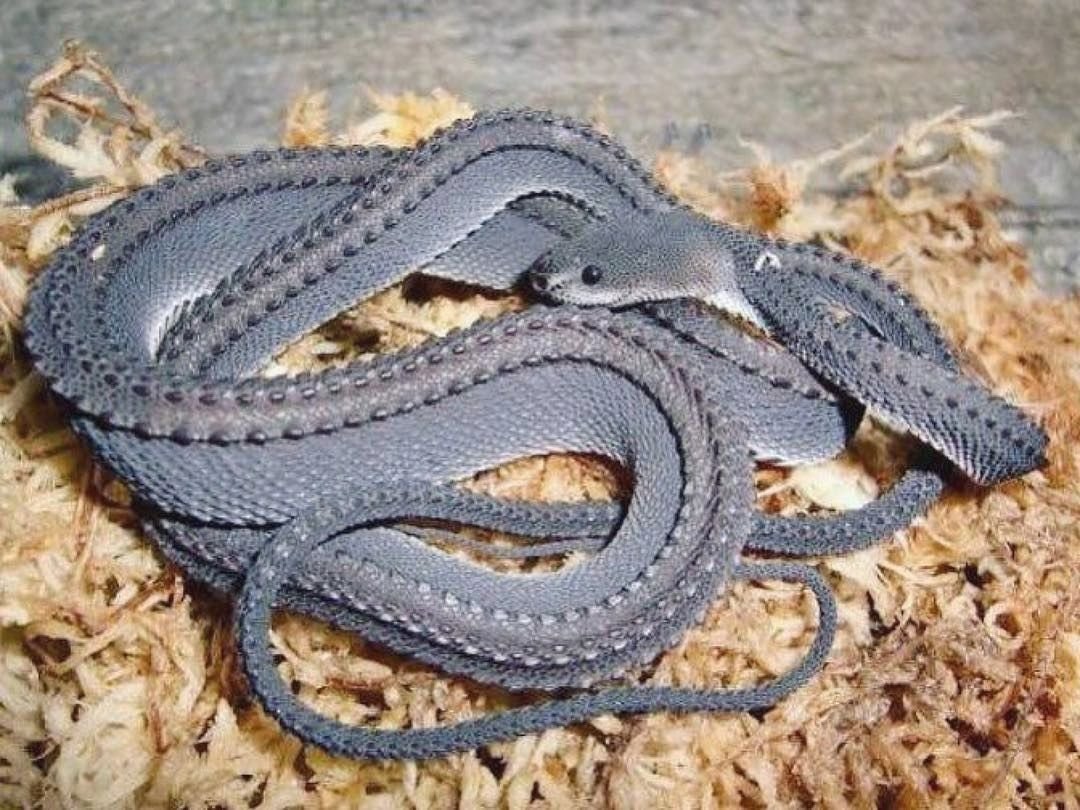 Белогубый полоз