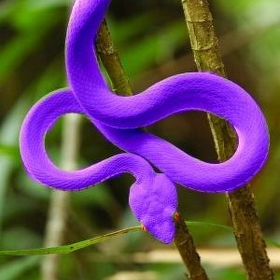 Фиолетовая змея