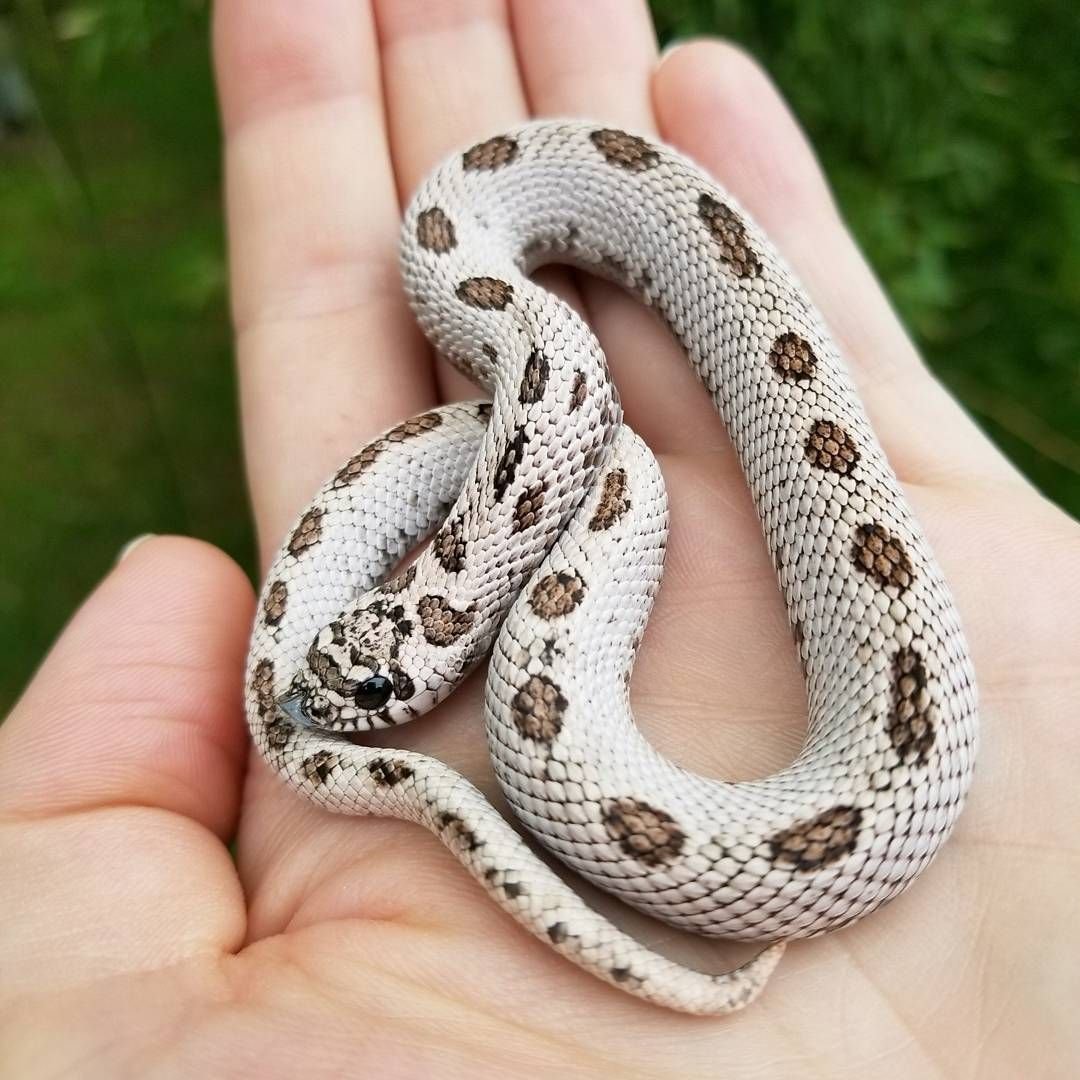 Яванский ксенодерм