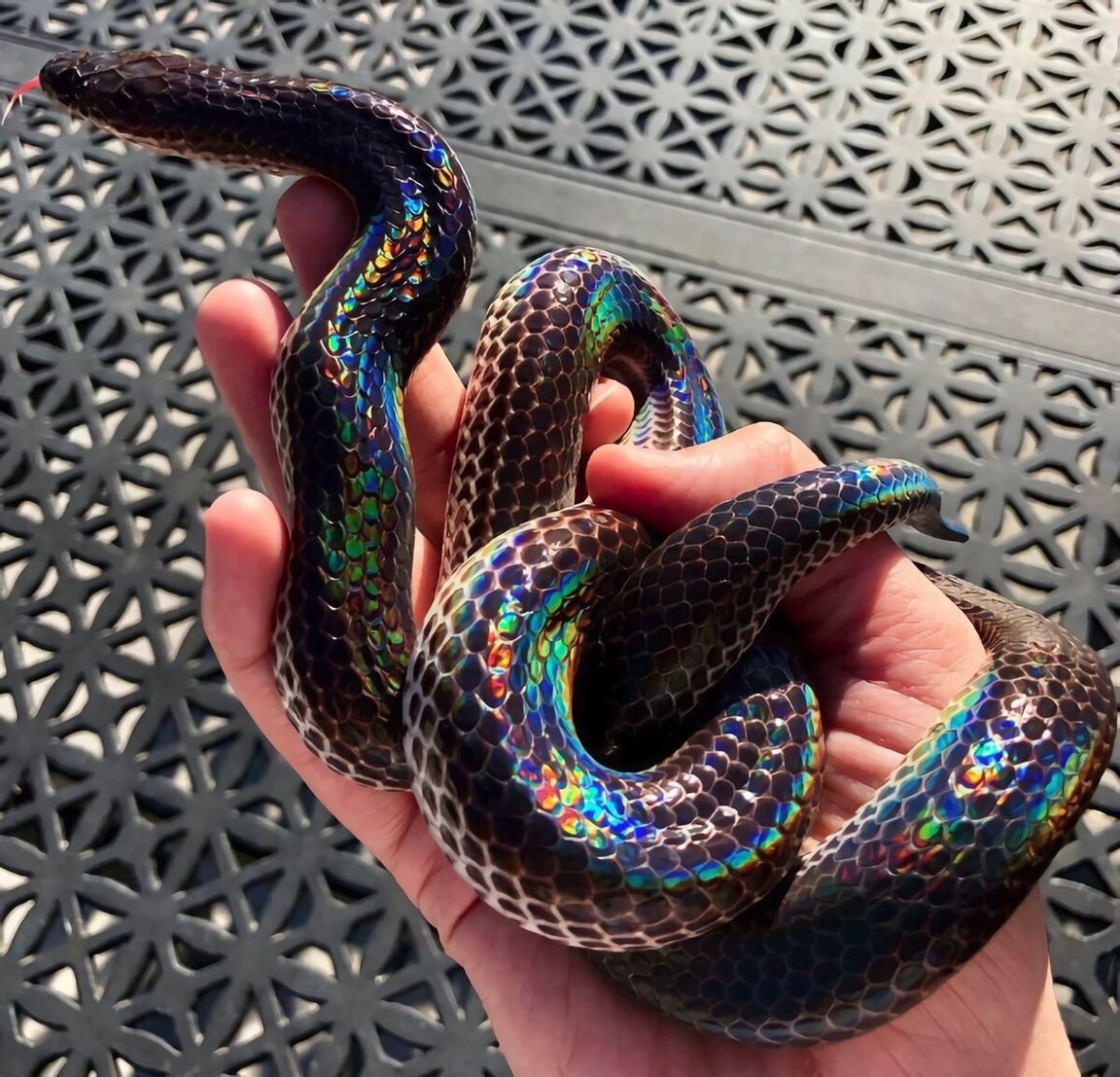 Лучистая змея Xenopeltis Unicolor