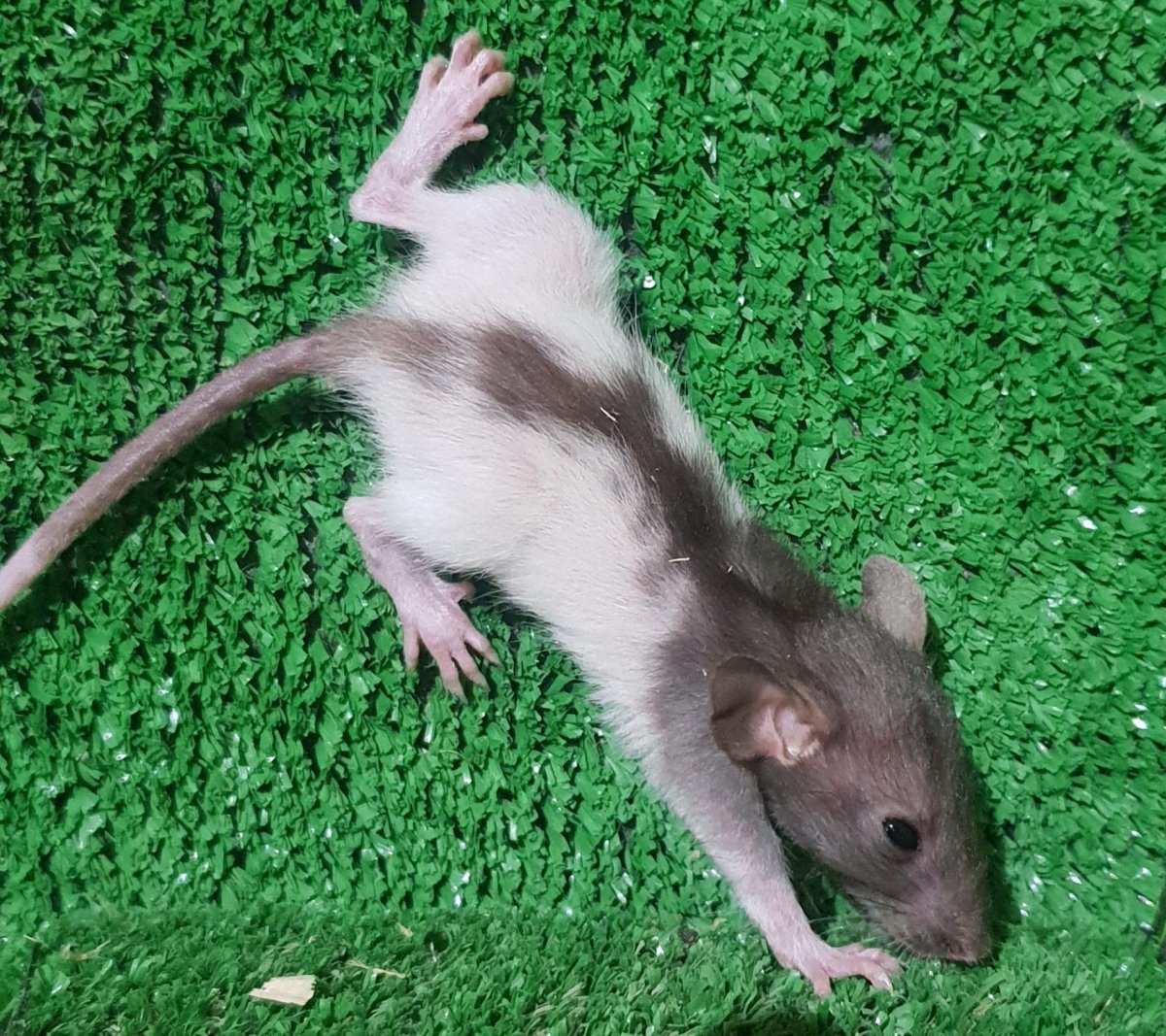 Крыса Дамбо капюшон