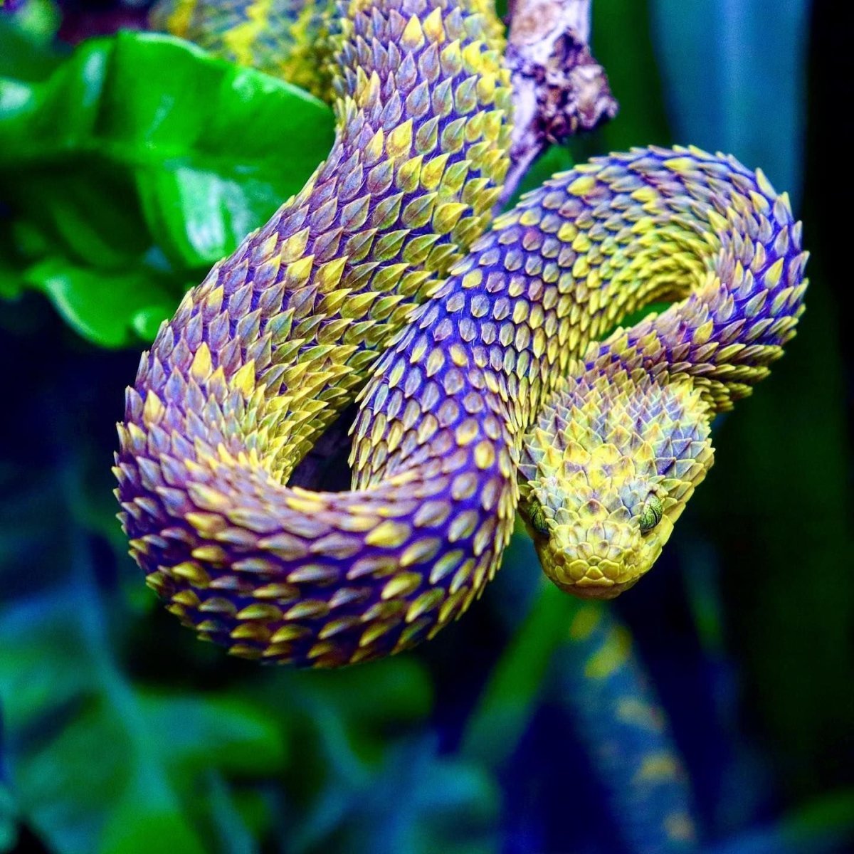 Кустарниковая гадюка (Atheris