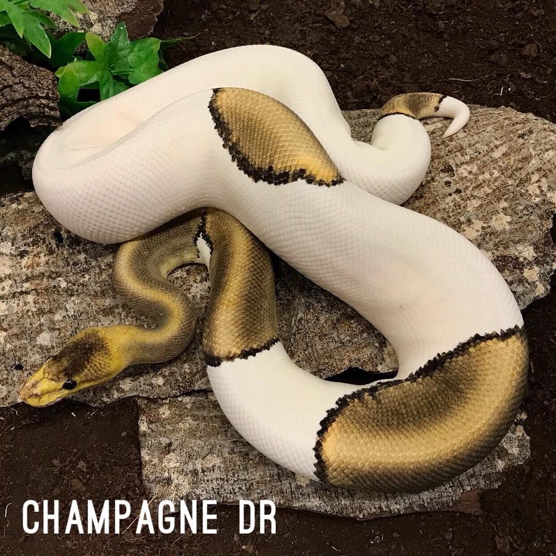 Разница змеи от питона