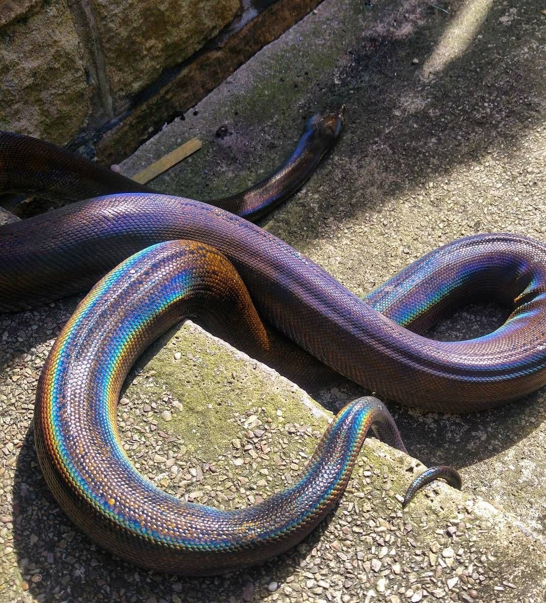 Голубая Кобра с капюшоном