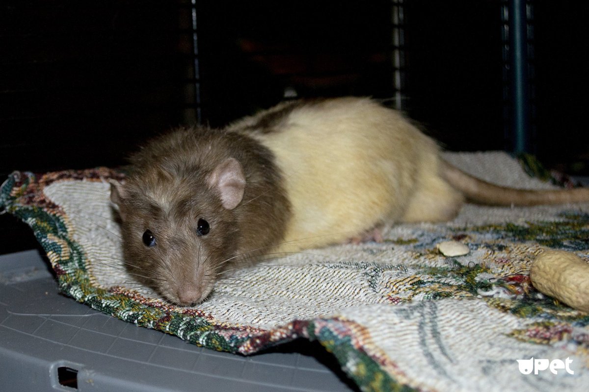 Крыса Дамбо капюшоновая