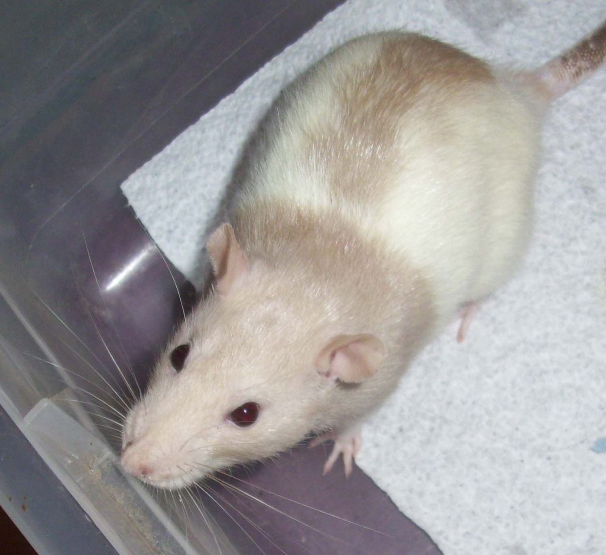 Крыса Дамбо капюшоновая