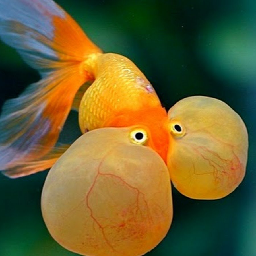 Аквариумная рыбка Мандаринка