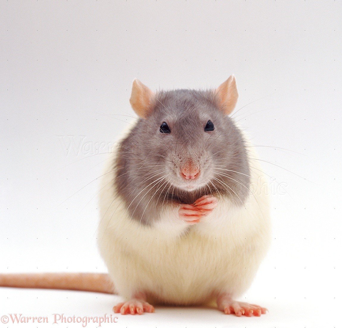 Светло серая крыса