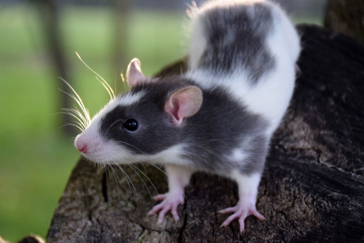 Капюшоновая крыса