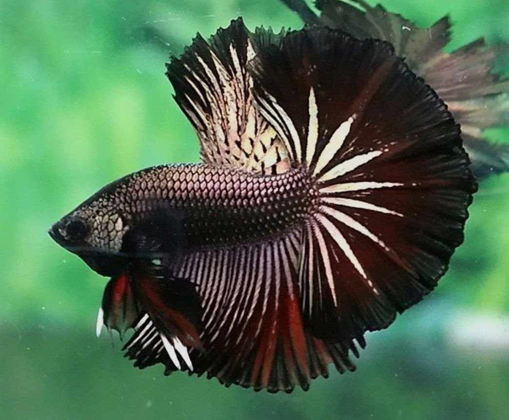 Петушок гло аквариумная рыбка