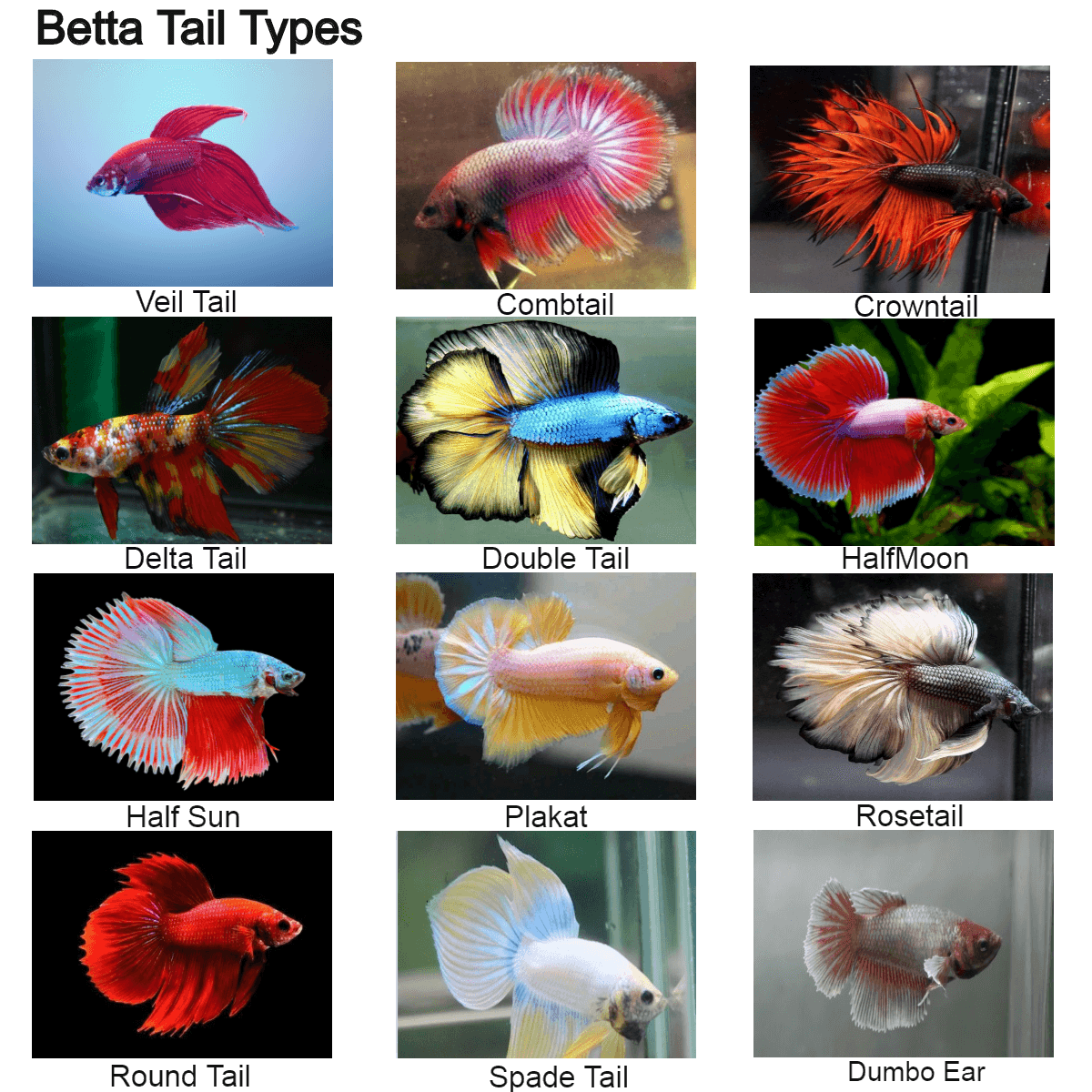 Разновидности рыбок петушков