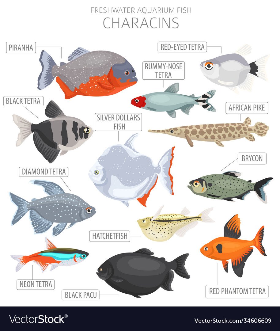 Аквариумные рыбки Пресноводные инфографика