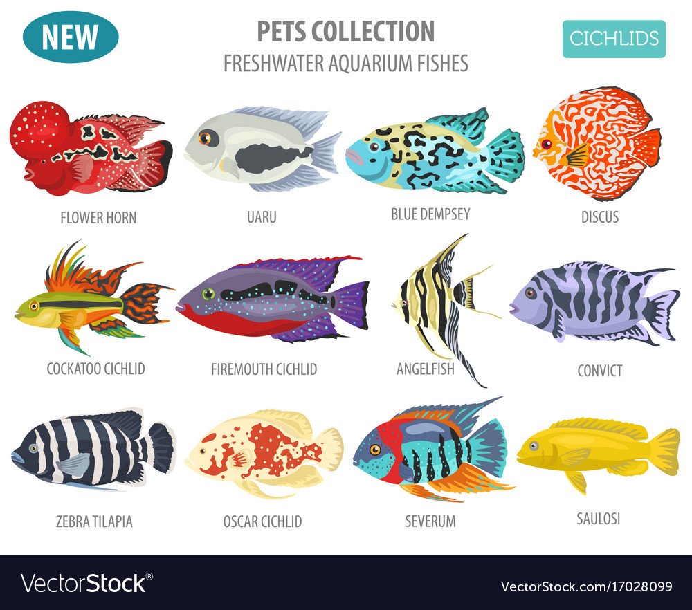 Аквариумные рыбы Пресноводные