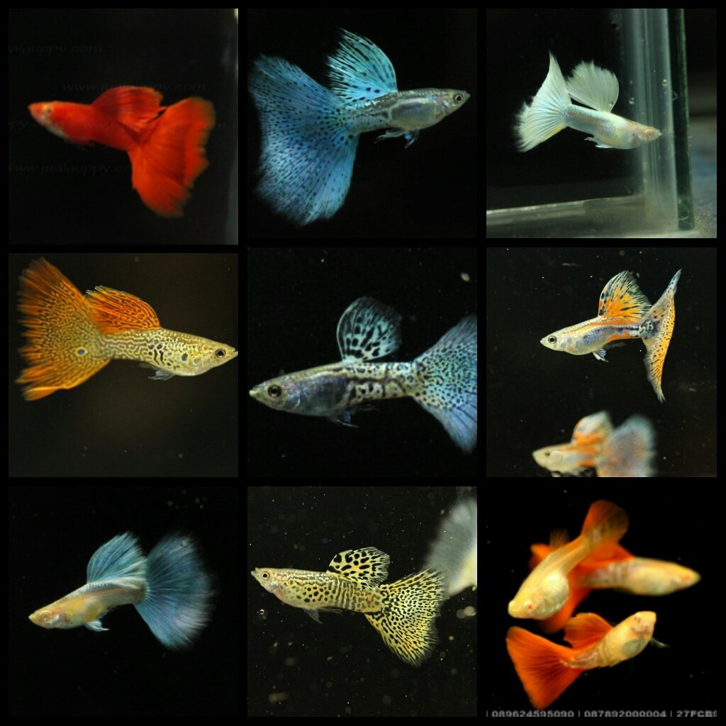 Гуппи Скай ред