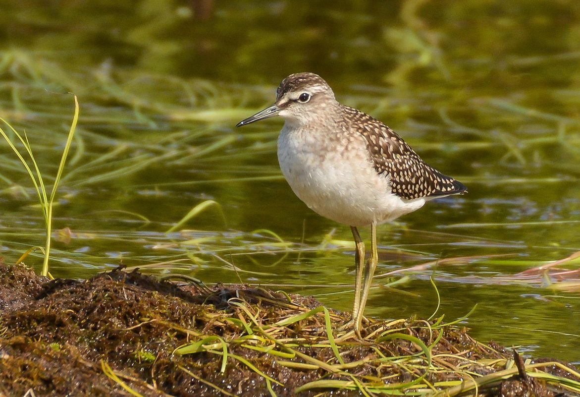 Кулик на болоте