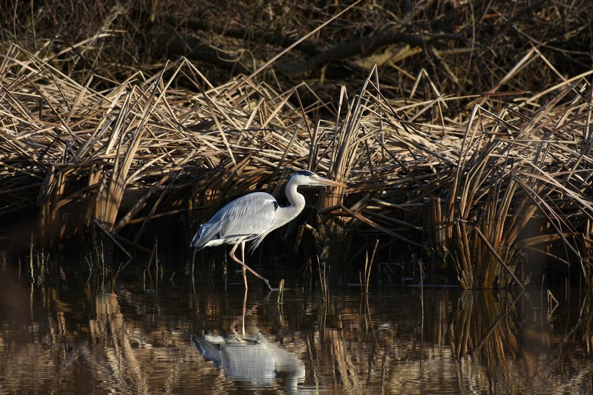 Утки и Цапли