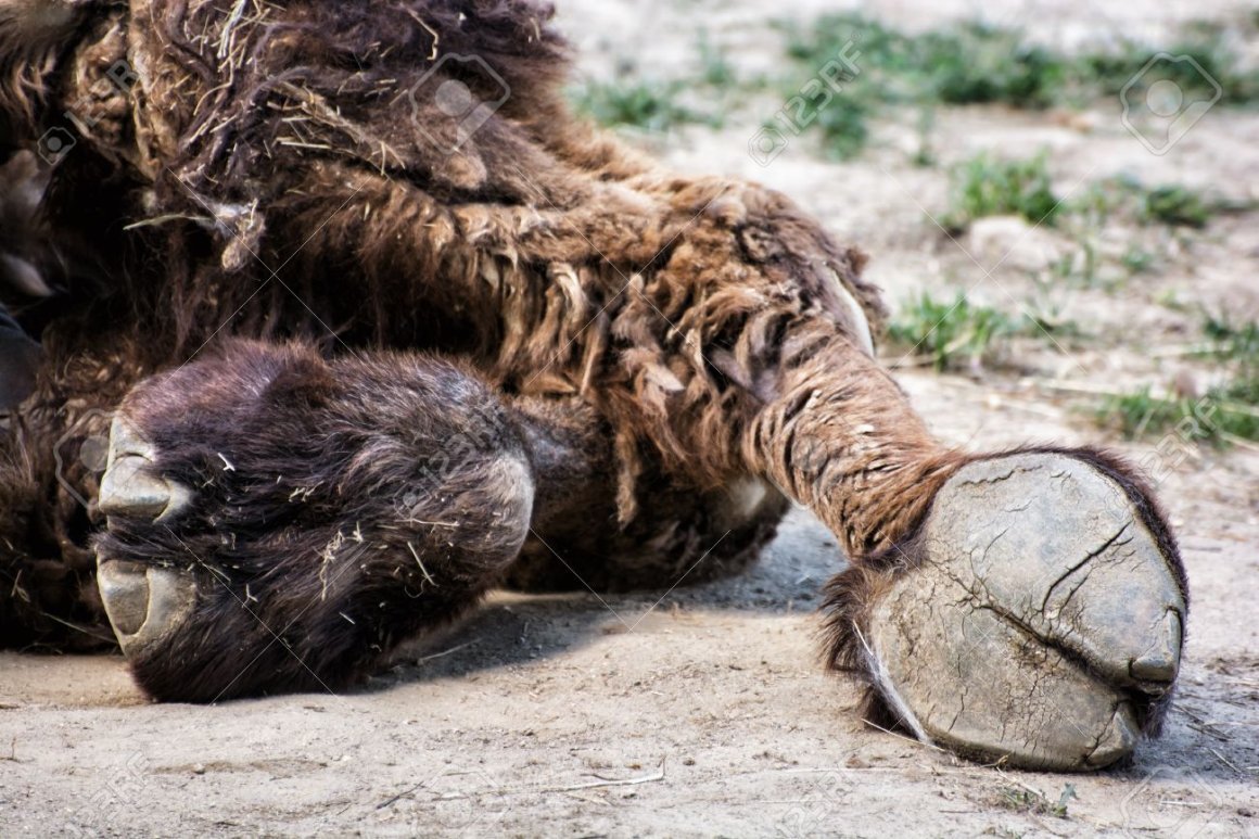 Женщина на верблюде