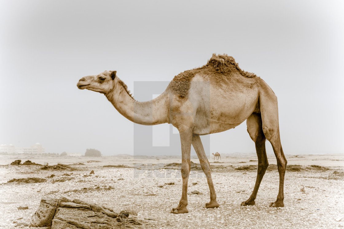 Верблюды мама и малыш нарисованные