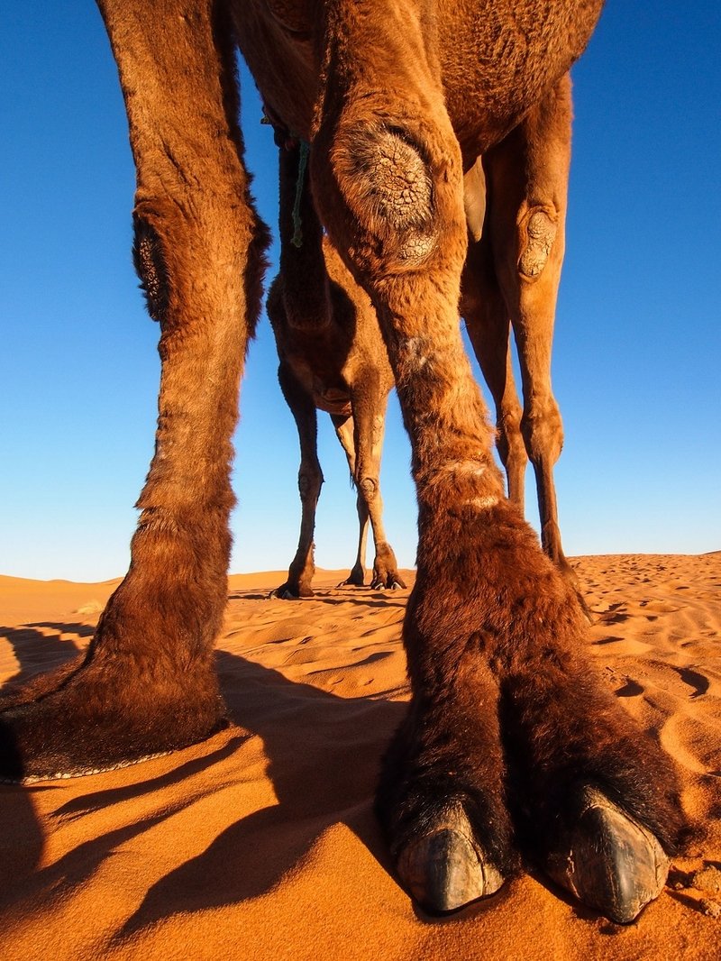 Верблюд на белом фоне