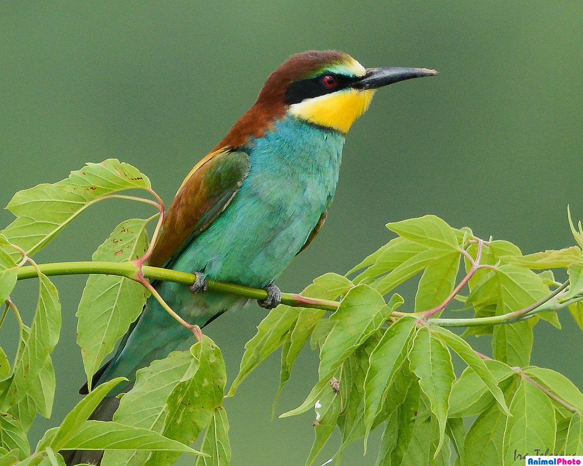 Щурка пчелоедка