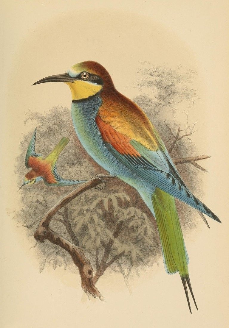 Зимородок Геншин