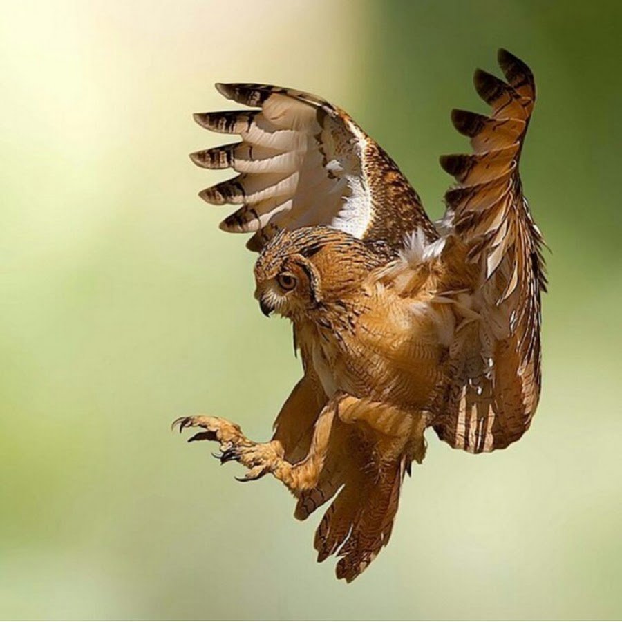 Дикая птица с пушистыми ногами