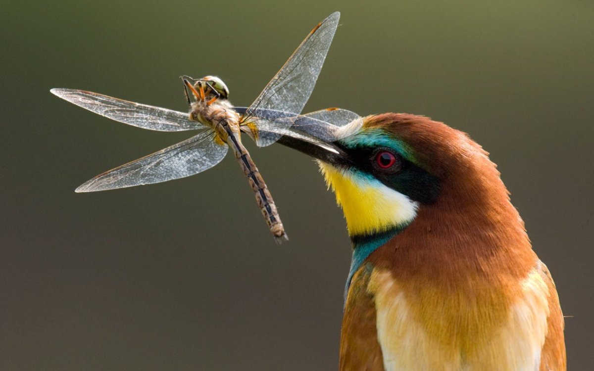 Сиреновагрудая Сизорка