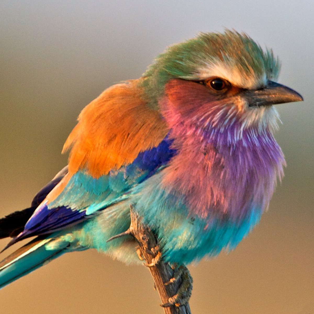 Птицы зимой