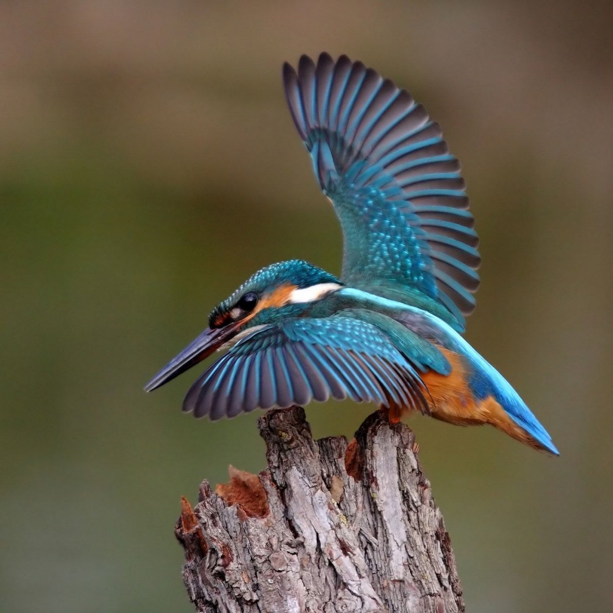 Обои птицы HD