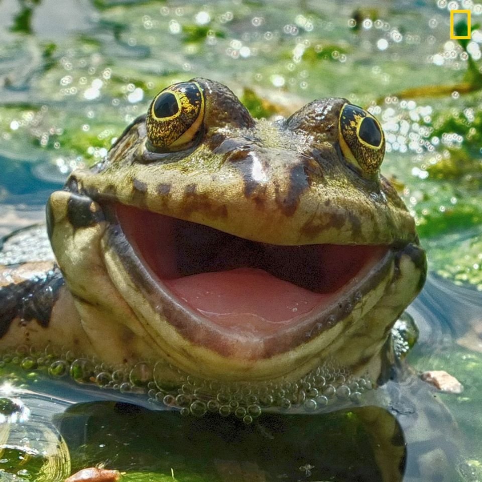 Надутая жаба