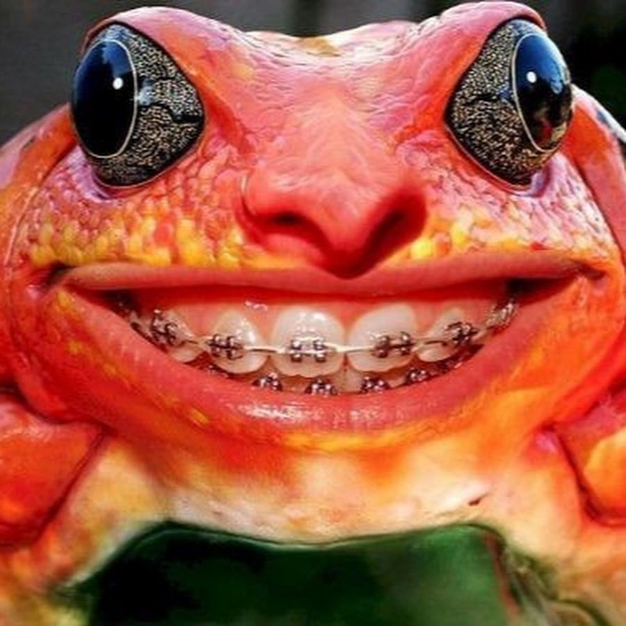 Квакша клоун