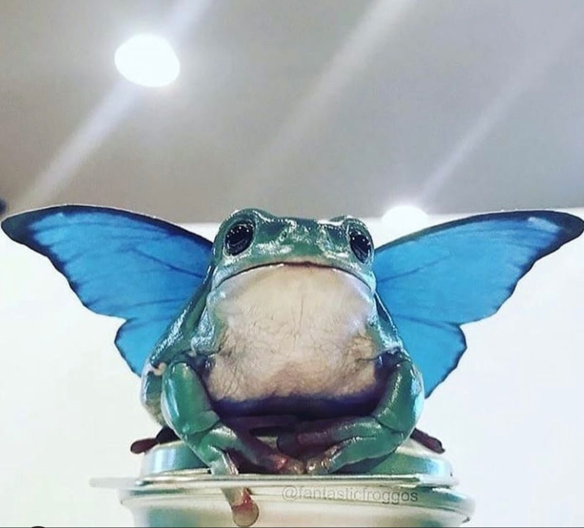 "Pyxicephalus adspersus Африканский водонос"