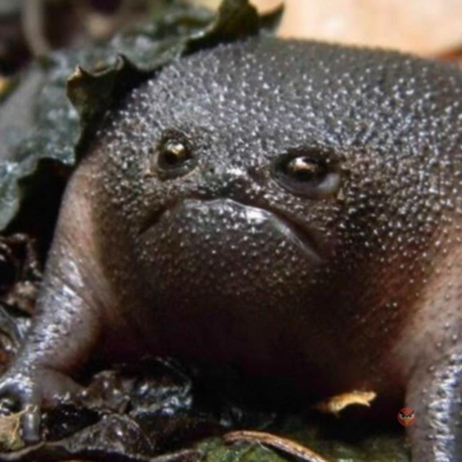 Жаба узкорот