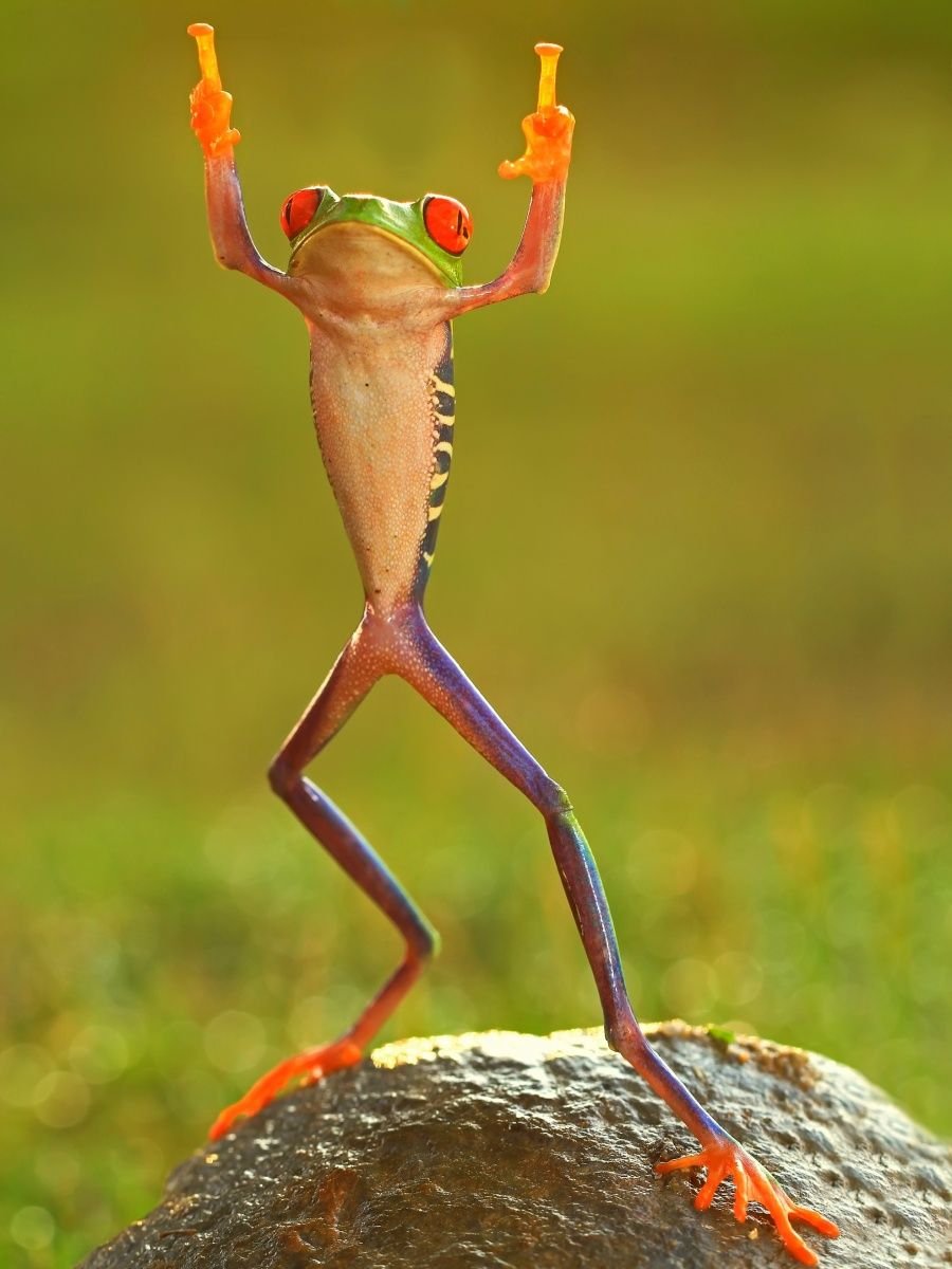 Лягушка сидлинными ногами