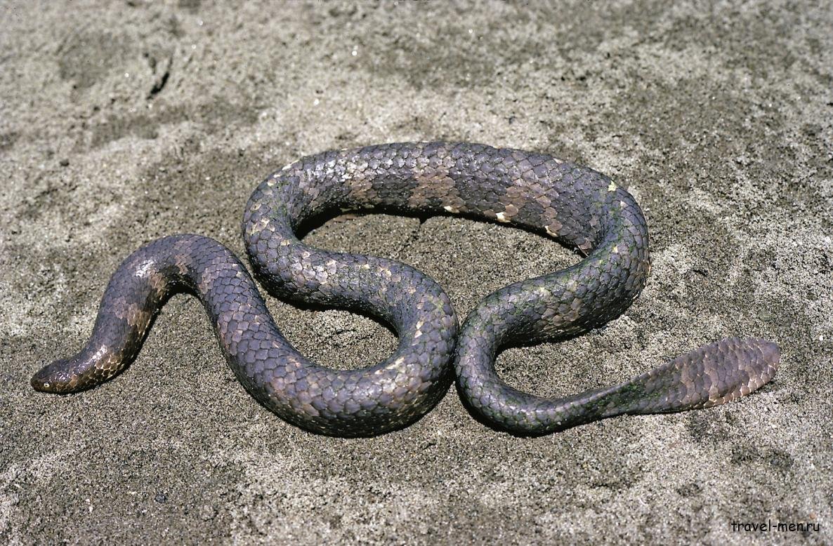 Aipysurus apraefrontalis