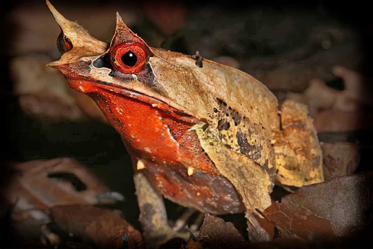 Малазийская рогатая лягушка