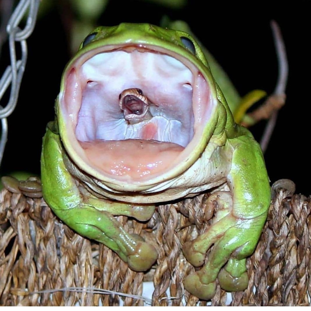 Жаба водонос