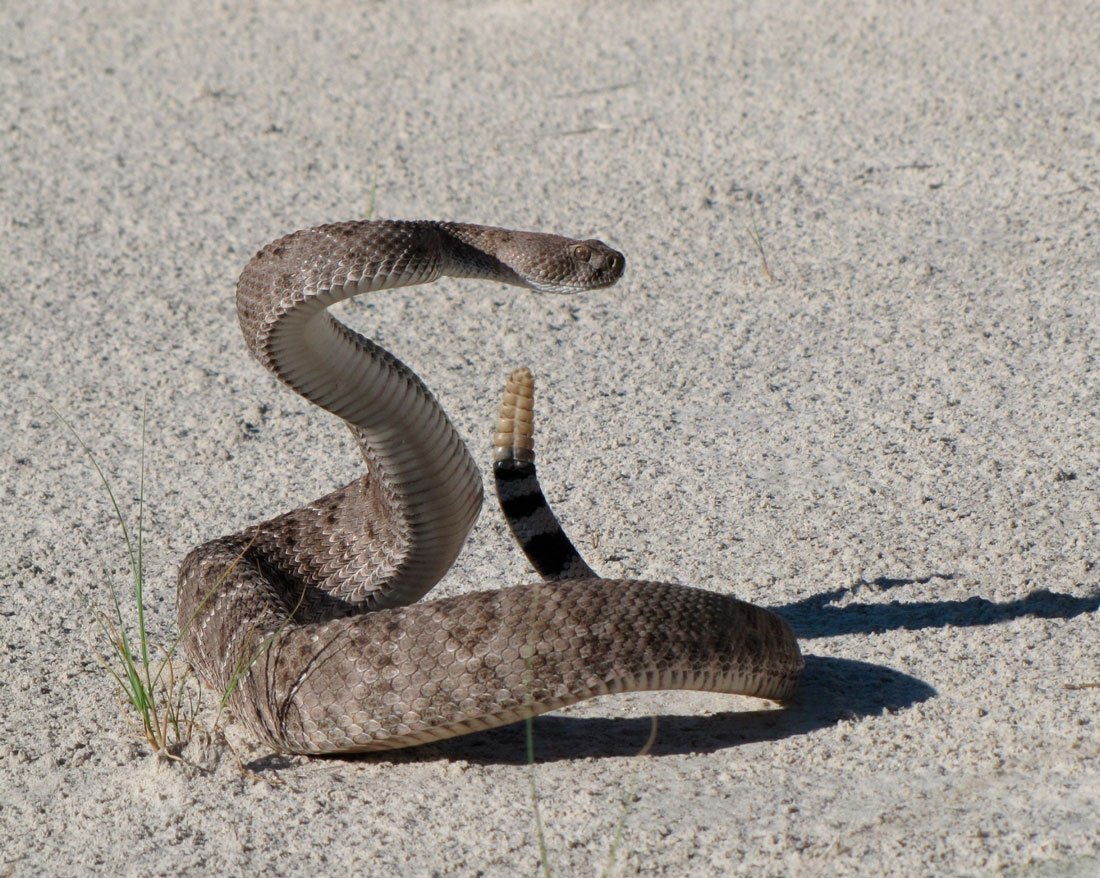 Выползок гремучей змеи