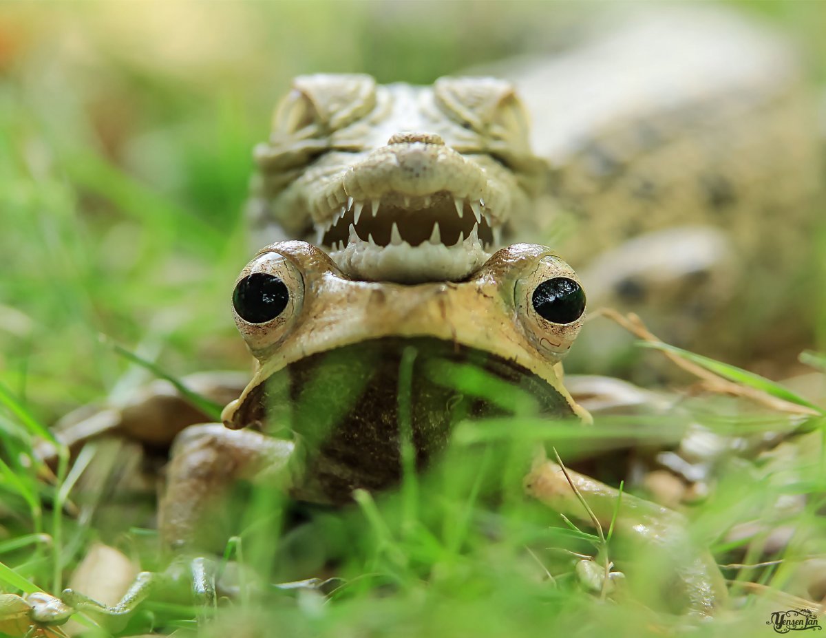 Зубастая лягушка