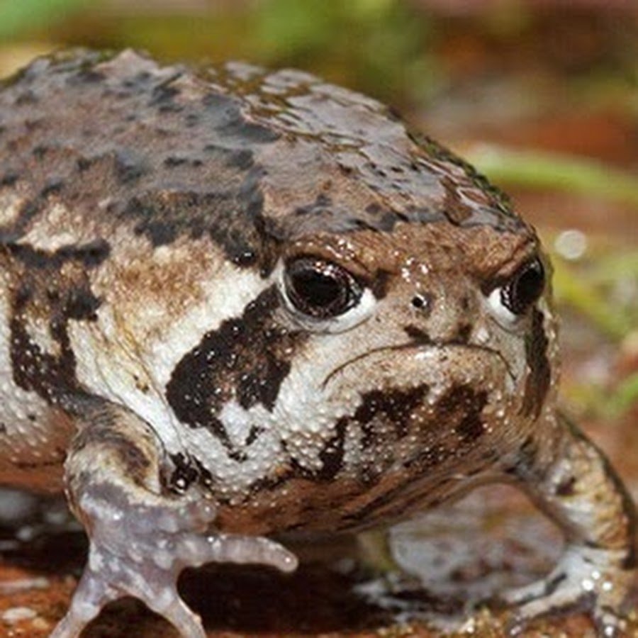 Жабка с клубникой на голове