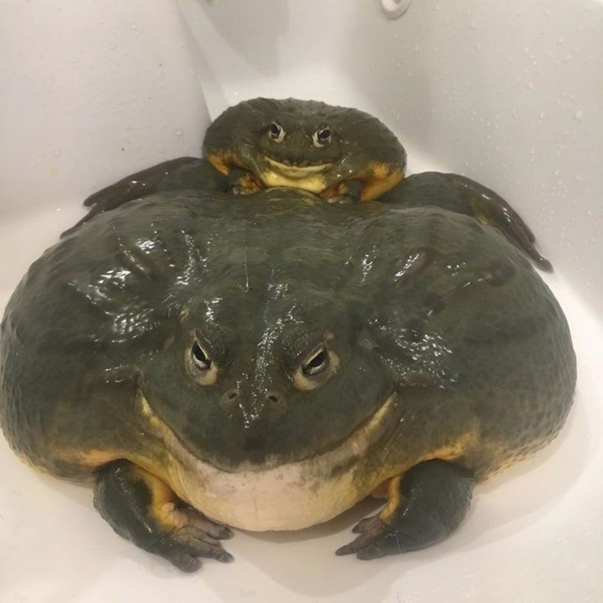 Fat Frog