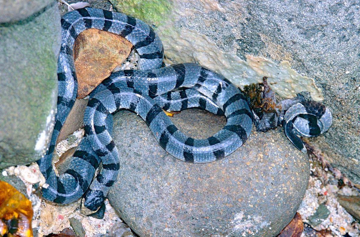 Ямайский удав