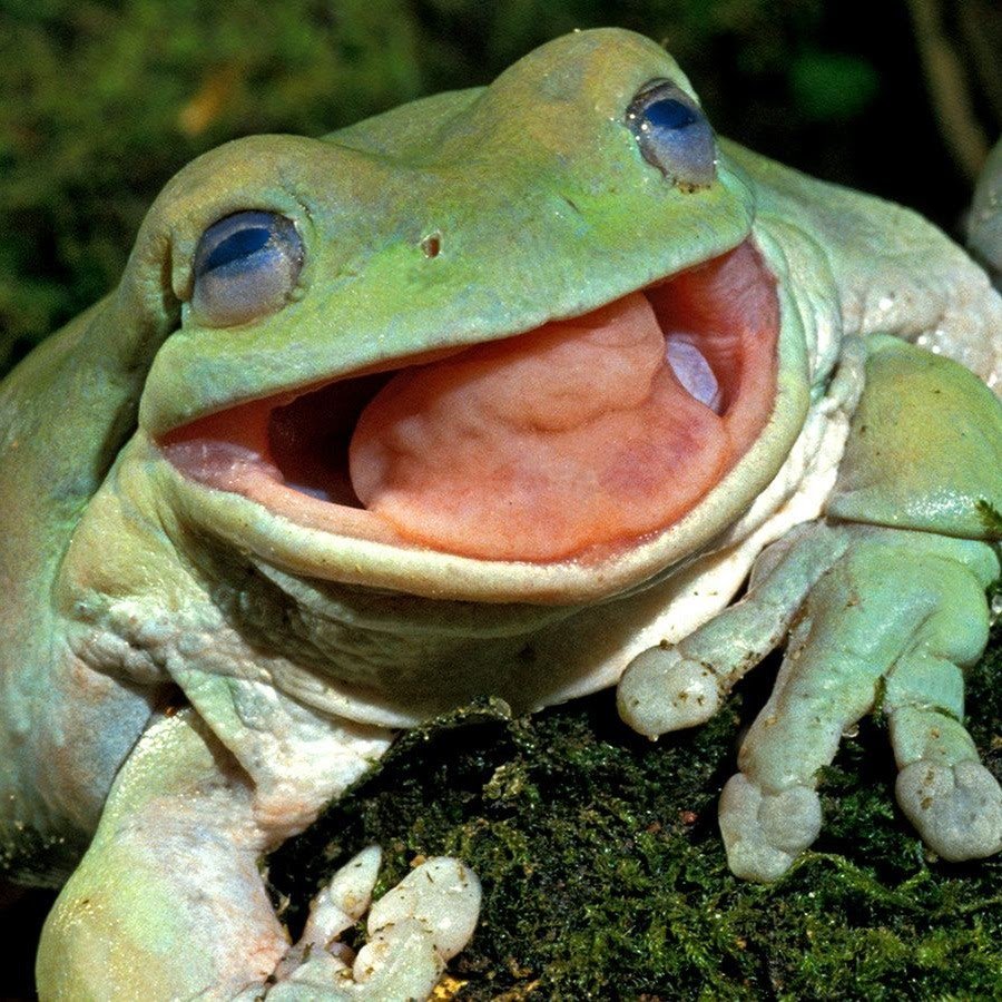 Лягушка с крыльями