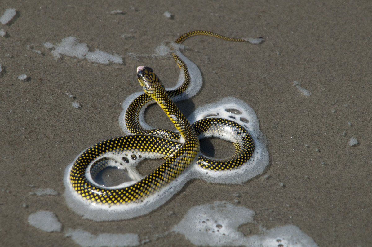 Змеи на Мальдивах