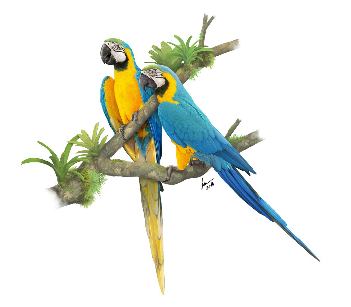 Macaw Parrot illustration
