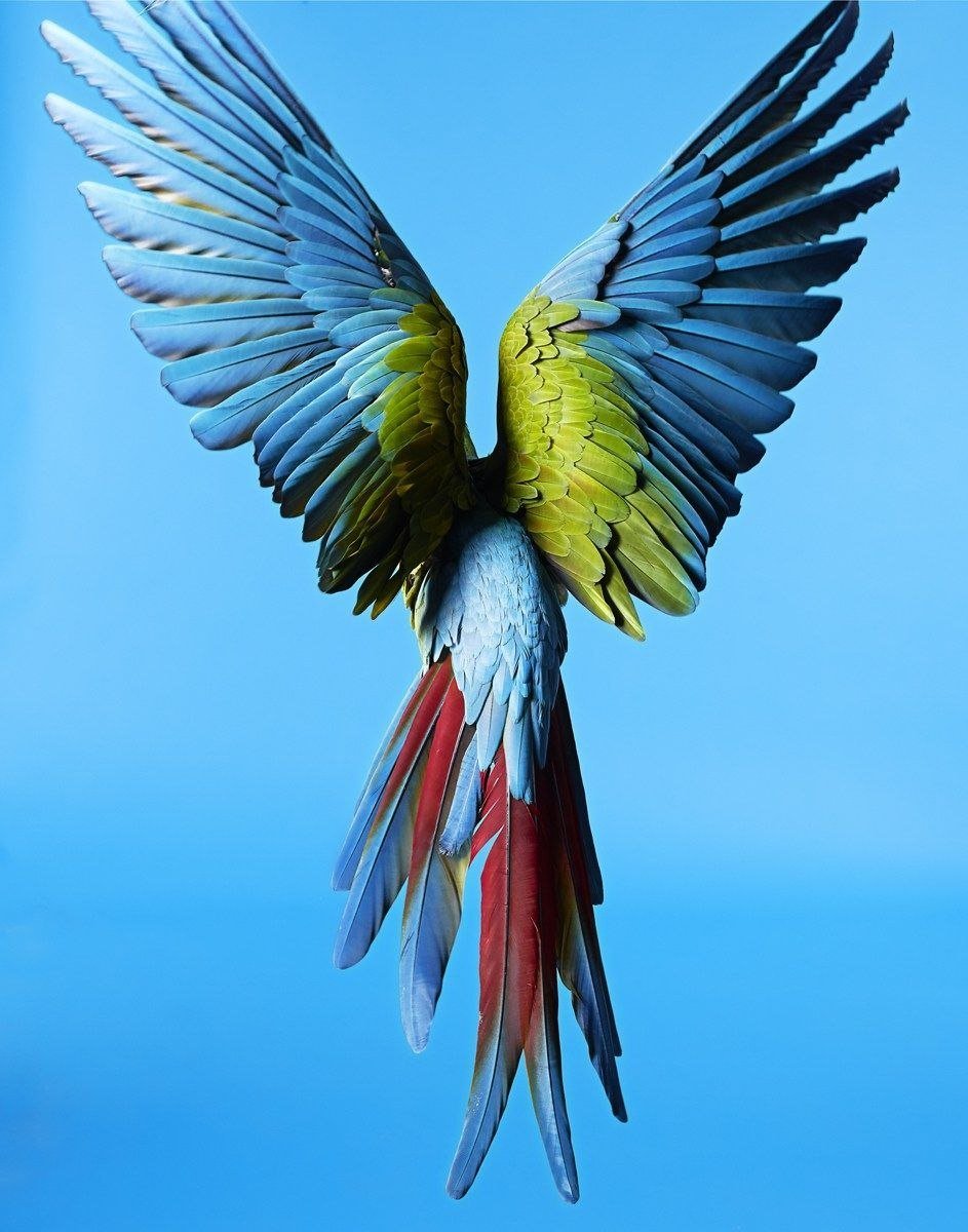 Попугай с расправленными крыльями