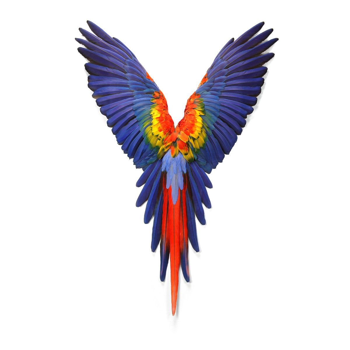 Крылья попугая