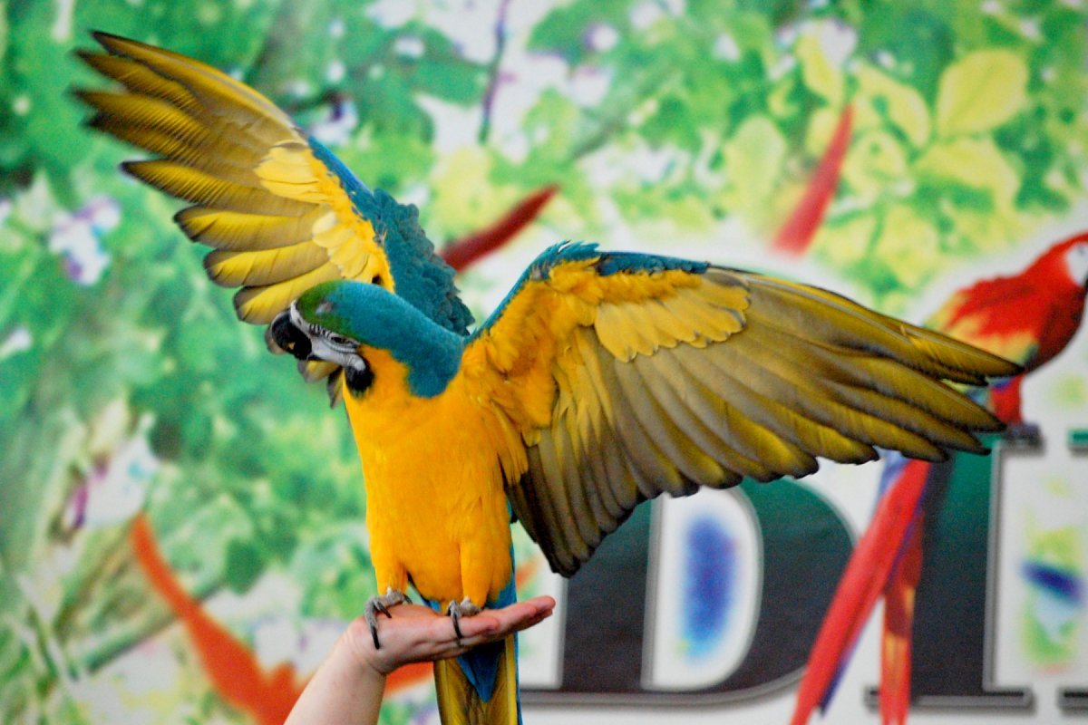 Попугай ара с расправленными крыльями