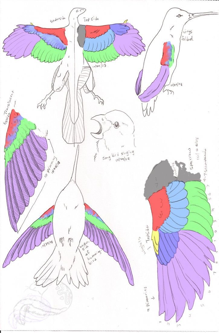 Анатомия птиц референс